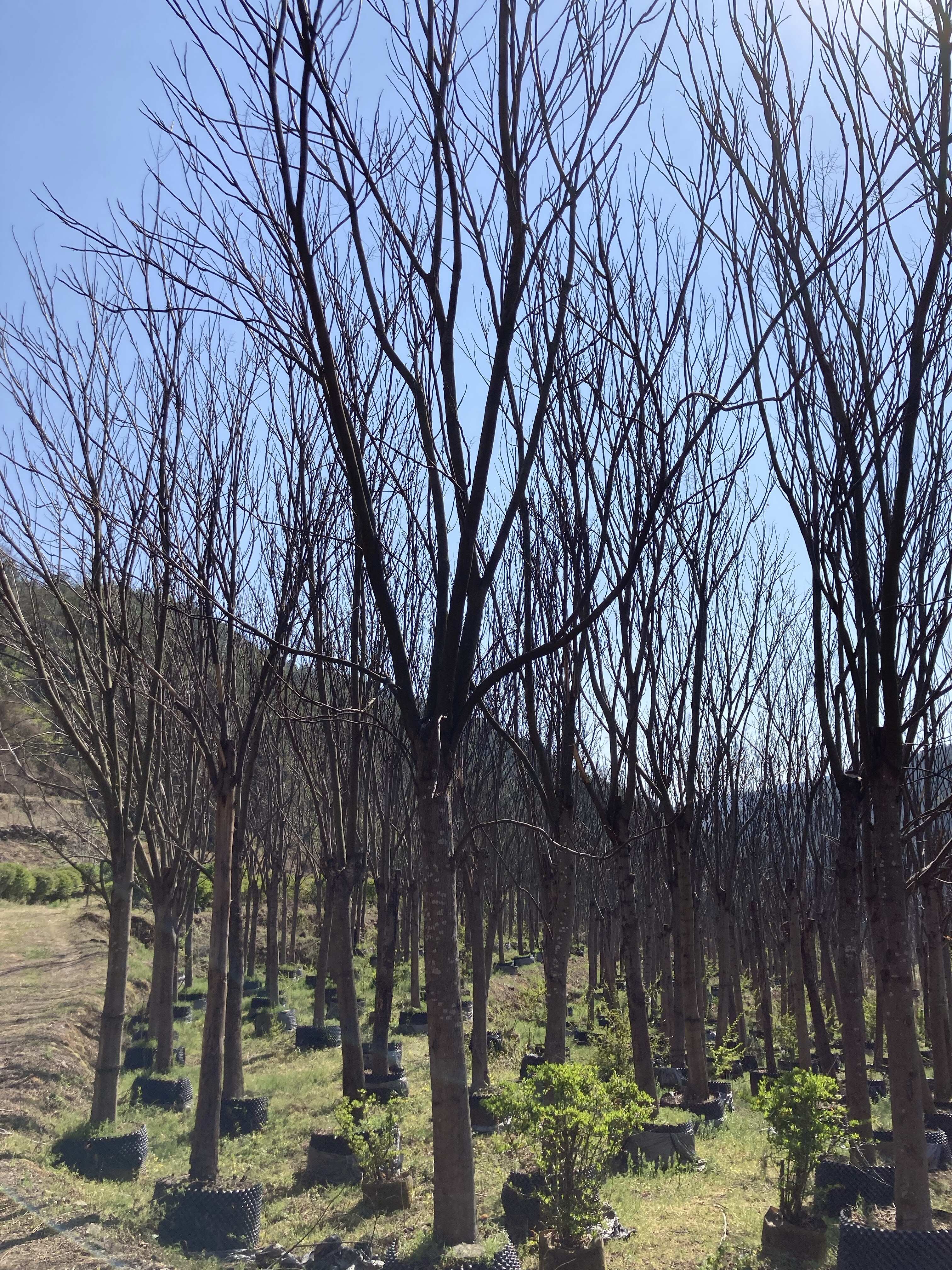 栾树18-22公分，围子苗