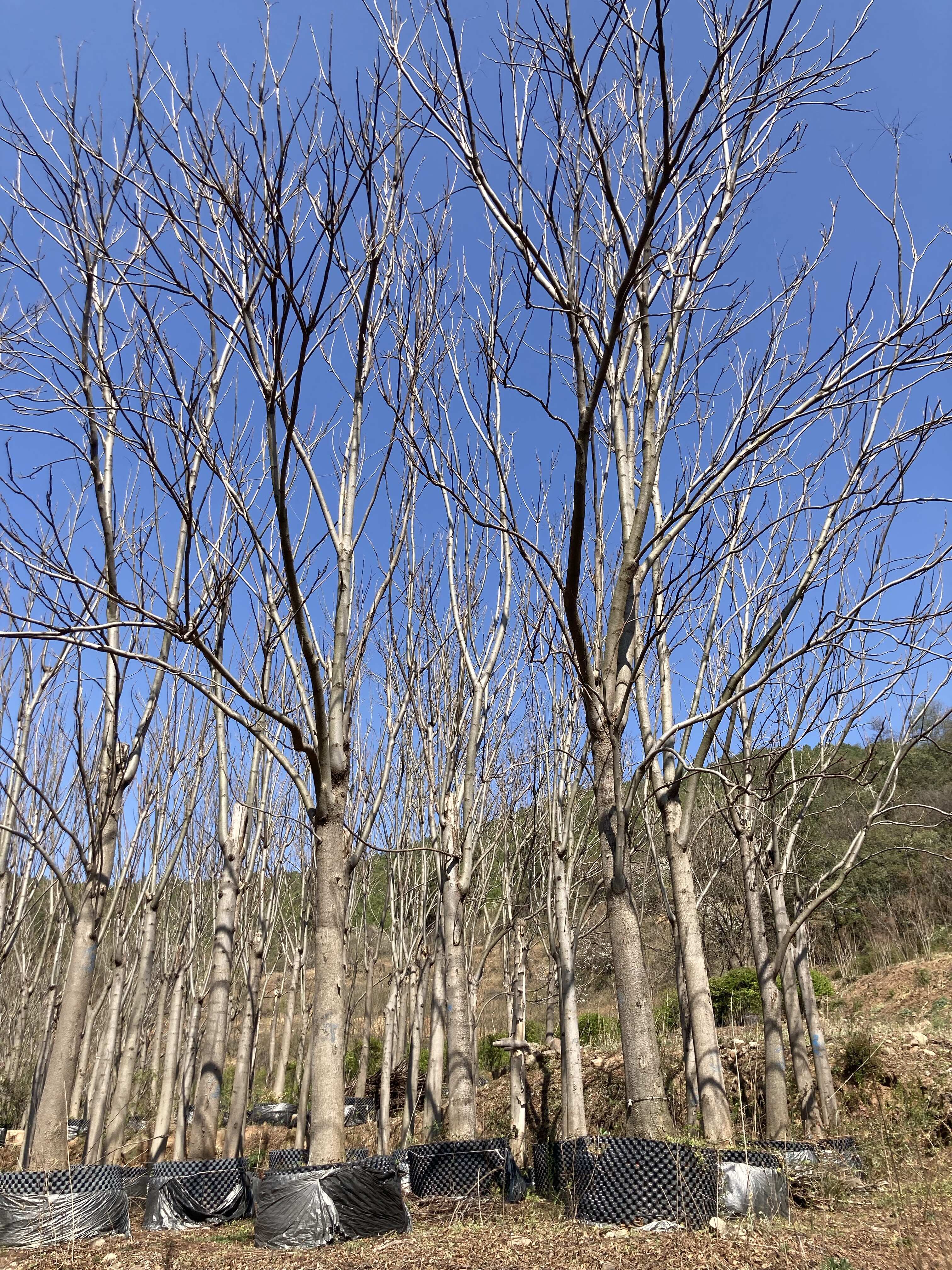 栾树18-22公分，围子苗