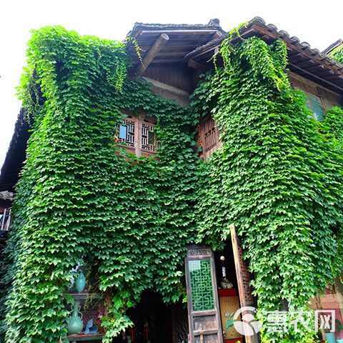 葛藤种子爬山虎牵牛花油麻藤大翼豆边坡矿山绿化护坡爬藤植物种籽