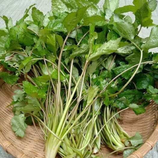  山野菜