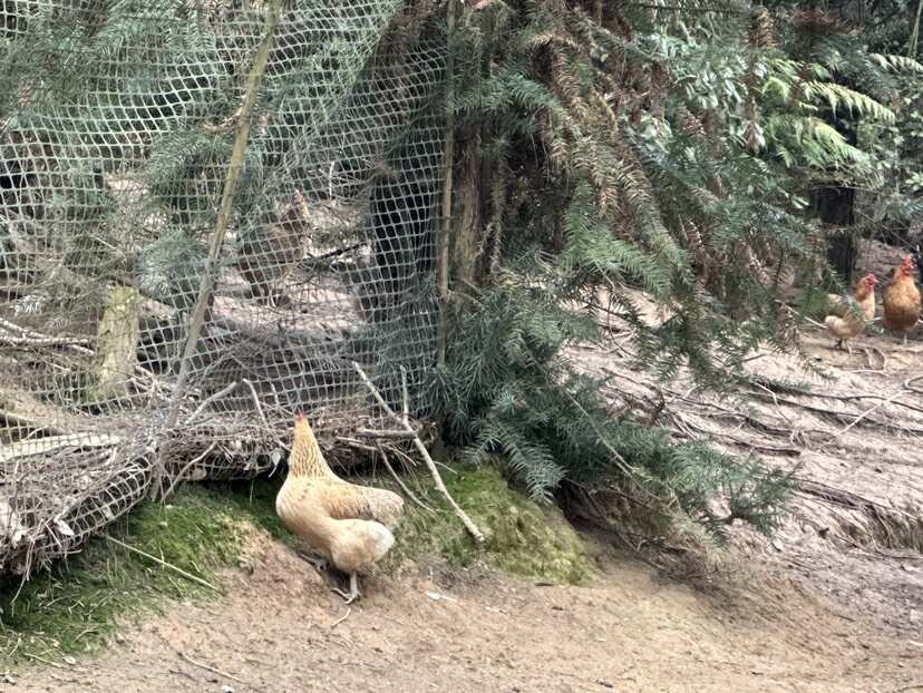 猛禽战斗机！航母弹射起飞的土鸡