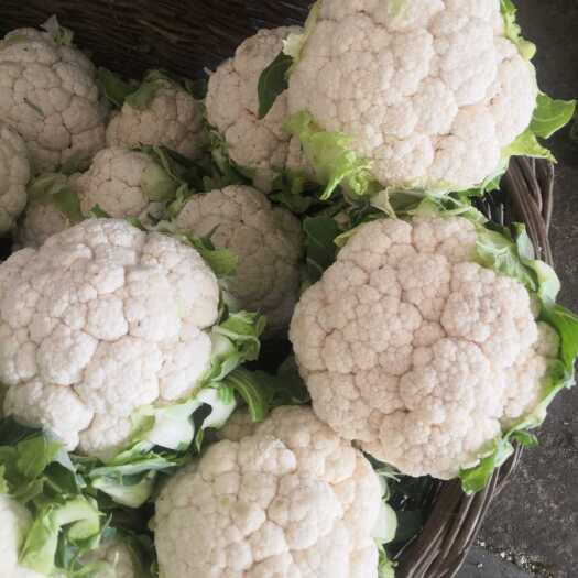 城固县菜花，花菜1-3斤。乳白紧花，市场货，加工厂