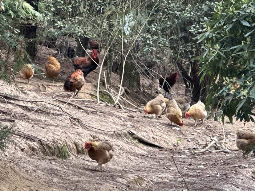 猛禽战斗机！航母弹射起飞的土鸡