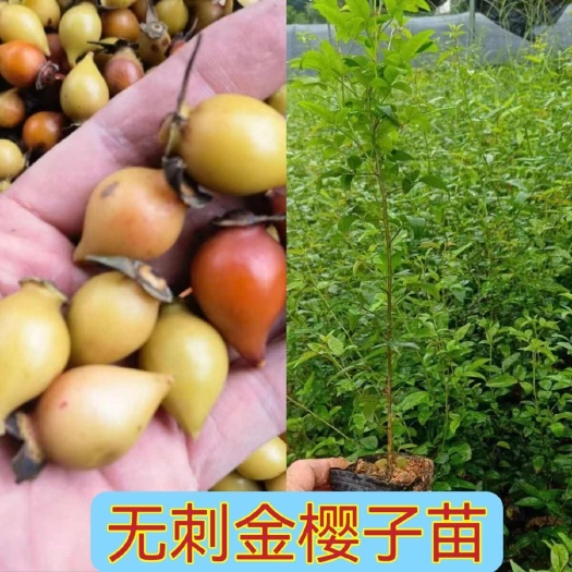 灵山县无刺金樱子苗金樱子树苗无刺金婴子野生新鲜带刺植物刺梨盆栽糖罐