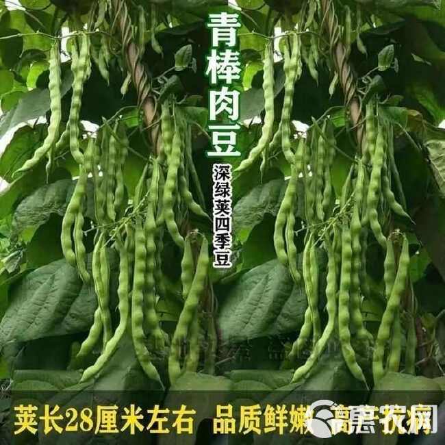 青玉棒青荚架豆种子九粒青棒肉豆角种籽四季豆芸豆春夏秋季蔬菜孑