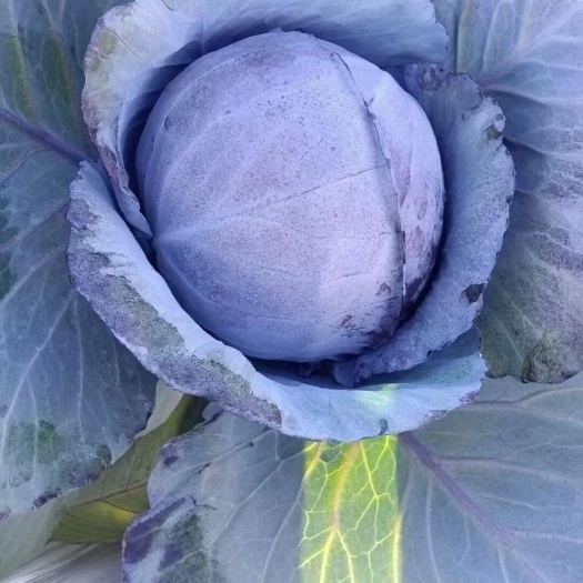 云南紫甘蓝
