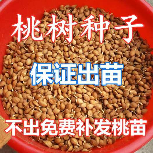 砀山县毛桃种子，毛桃仁，全国可活，真空包装，出芽率高达百分之九十八