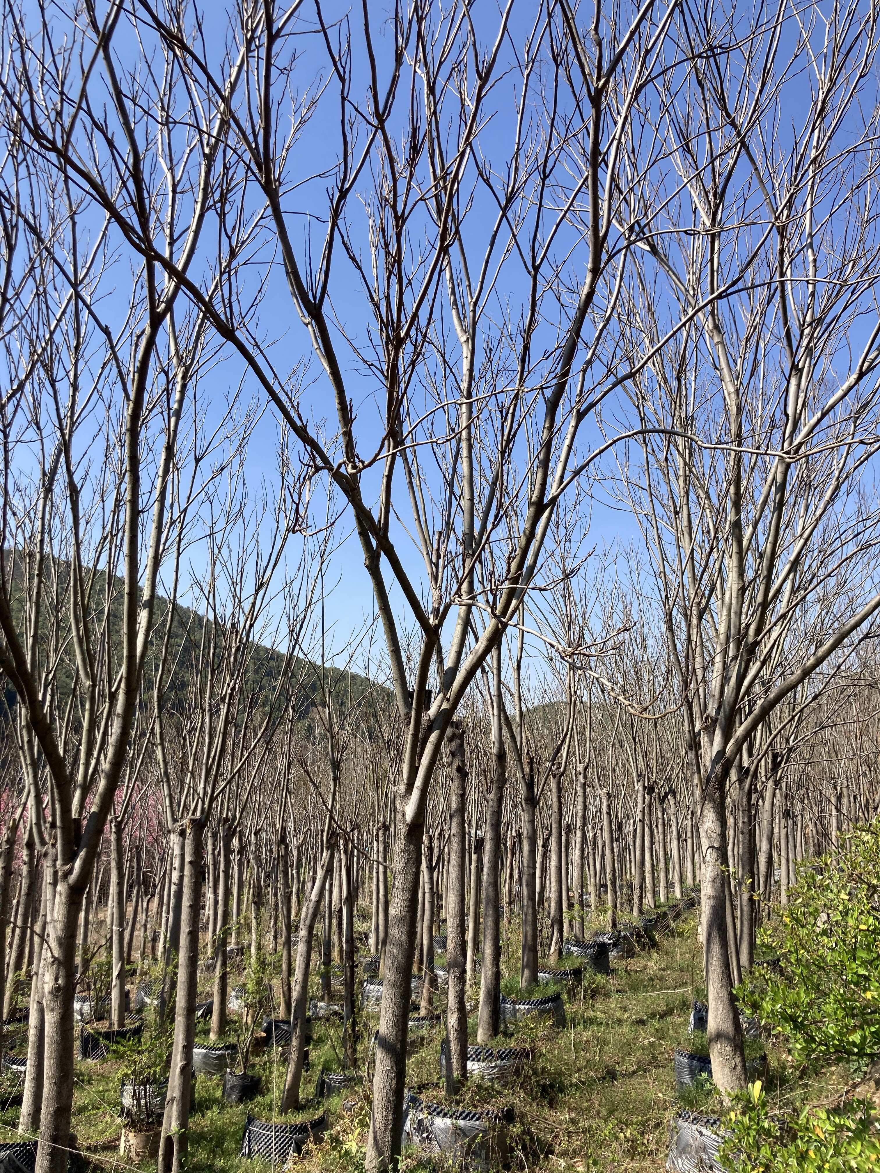 栾树18-22公分，围子苗