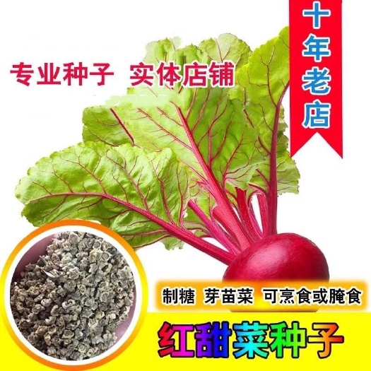 散装红甜菜根种子田菜根制糖红菜头紫红甜菜头种子四季播种籽