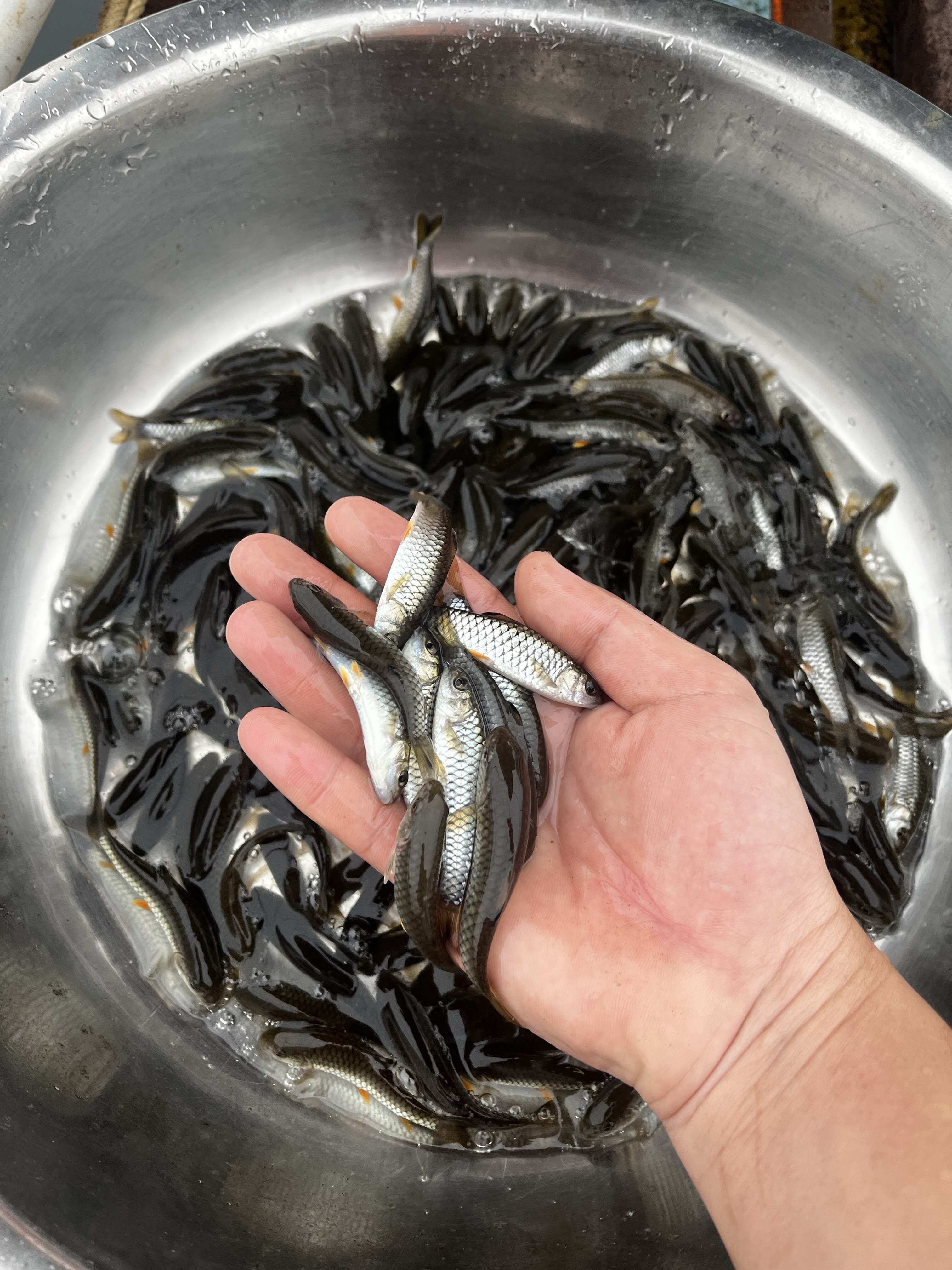 青竹皖 軍魚(yú)苗 光倒刺鲅魚(yú)苗活體魚(yú)苗批發(fā)