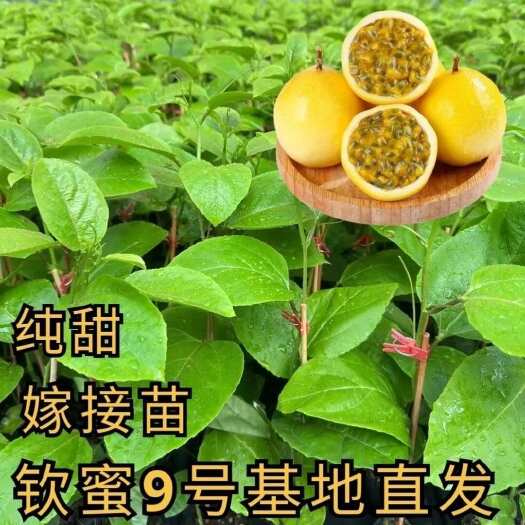 灵山县钦密9号黄金百香果树苗嫁接苗一年四季爬藤超大超纯甜百香果树苗