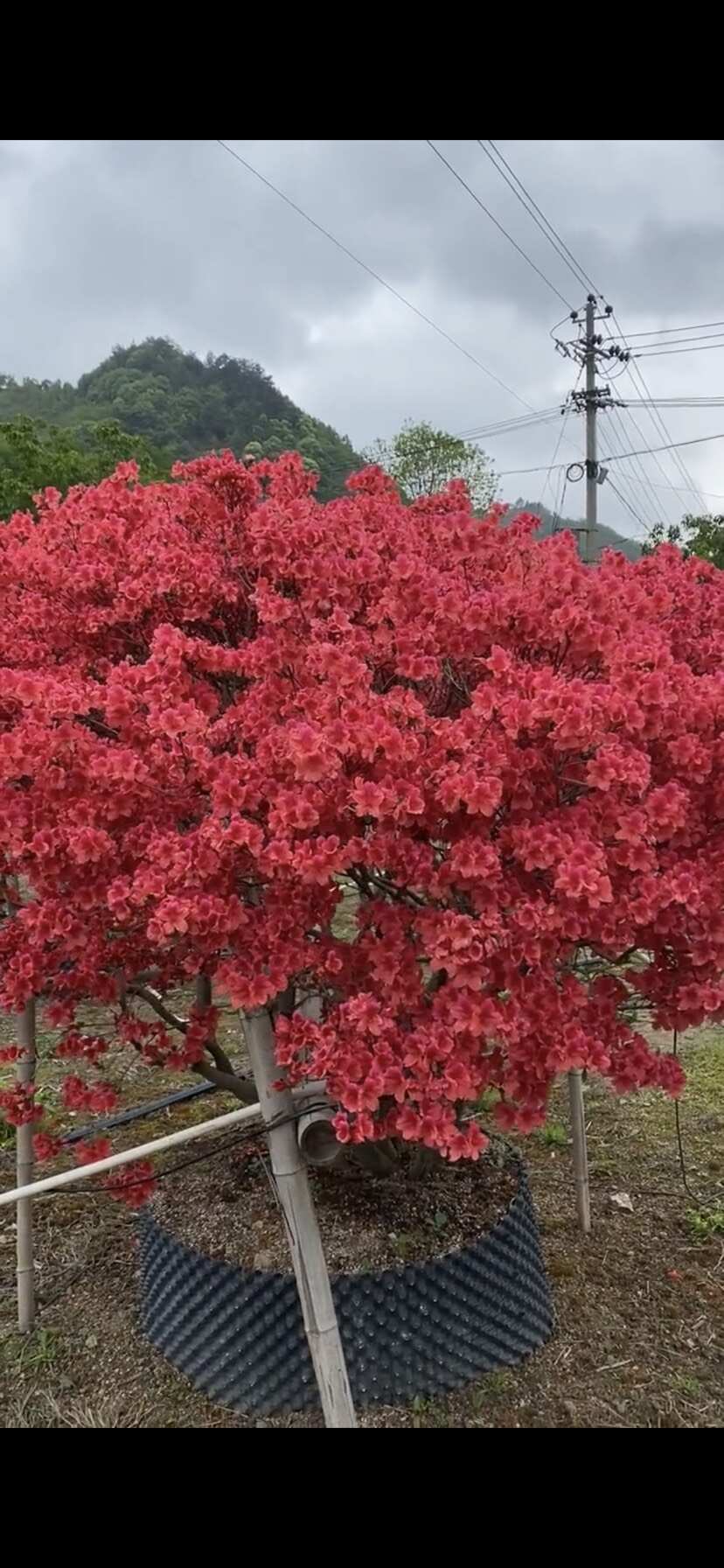 先花后葉映山紅，全冠，盆景，量大價格實惠