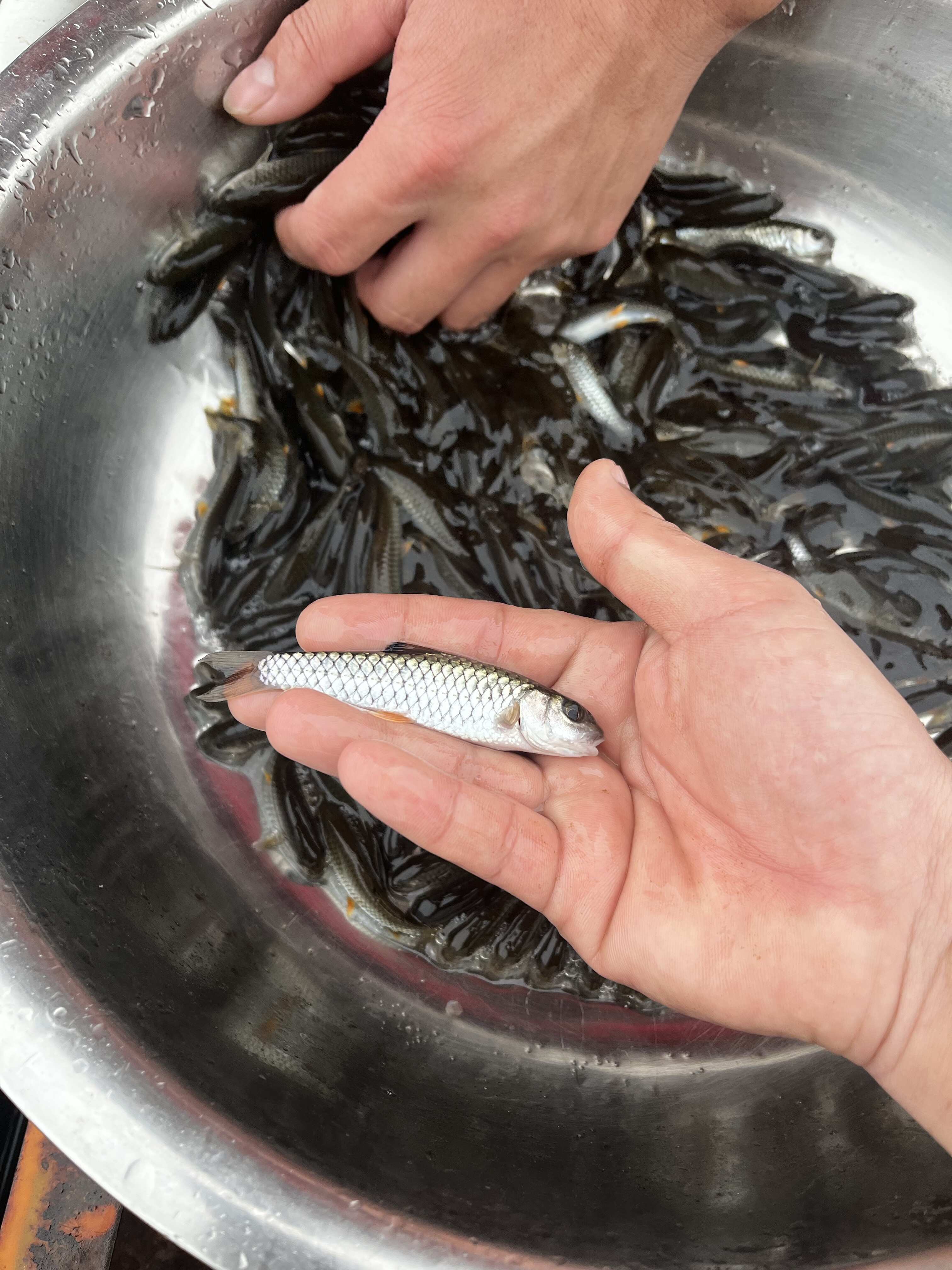 青竹皖 軍魚(yú)苗 光倒刺鲅魚(yú)苗活體魚(yú)苗批發(fā)