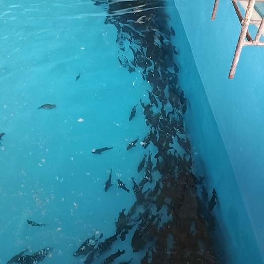  珍珠龙胆