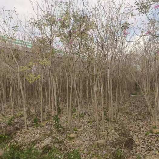 普宁市紫花风铃木