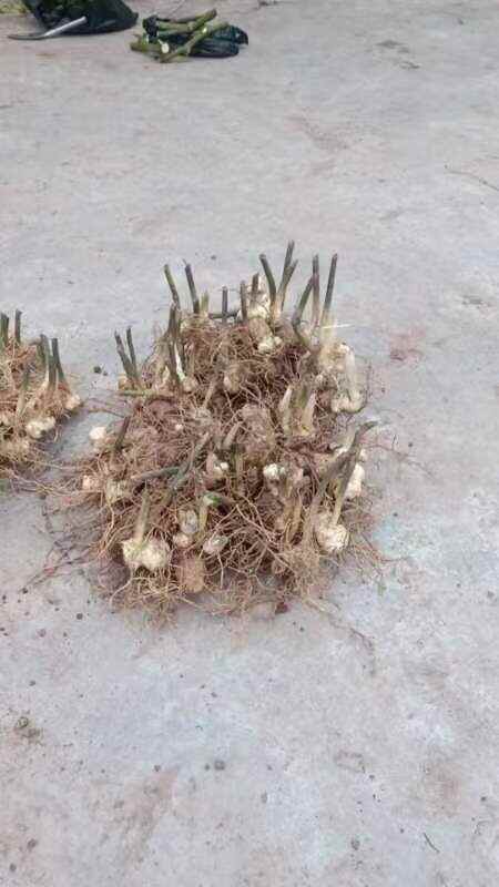  黄精