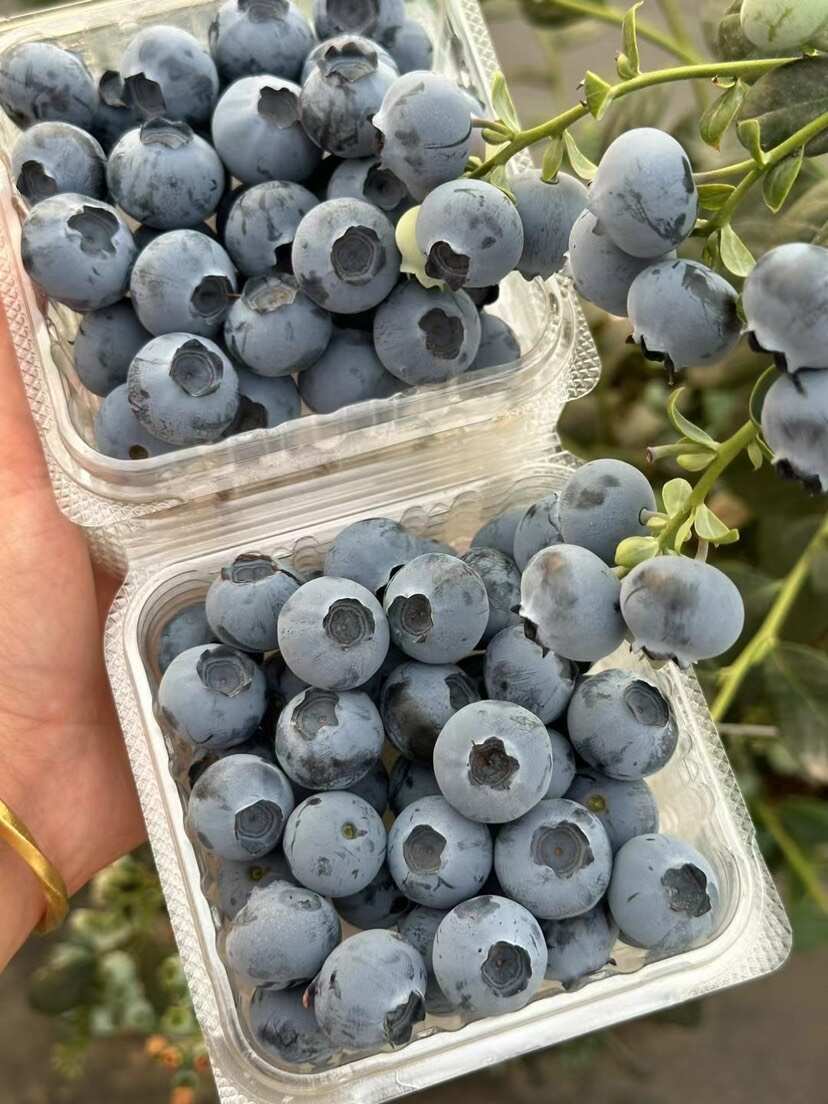 优瑞卡蓝莓品种图片