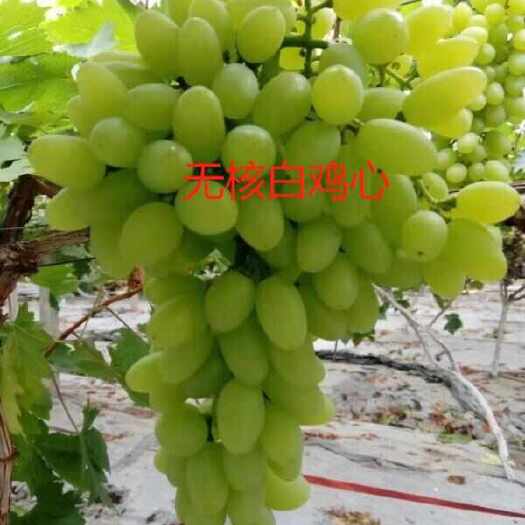 卢龙县白鸡心葡萄苗