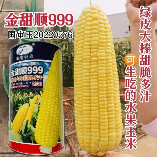 沭阳县晓富金甜顺999水果玉米种子脆甜多汁生吃水果玉米种籽黄色甜玉