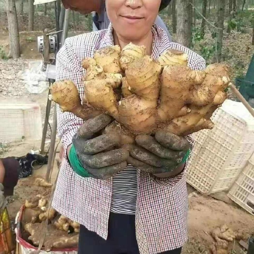 生姜批发（提供出口）（国内市场）（产地提供一条龙服务）