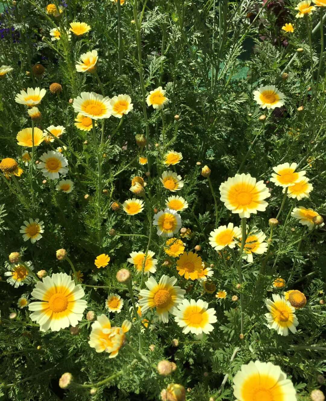 茼蒿菊种子，蓬蒿菊种子，花卉种子零售批发公园绿化庭院盆栽花卉