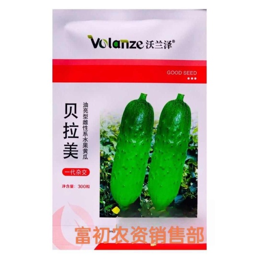 南京贝拉美油亮型水果黄瓜种子全雌强雌水果黄瓜种籽甜脆节节有瓜