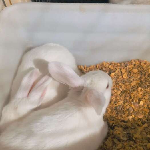 昆明兔子