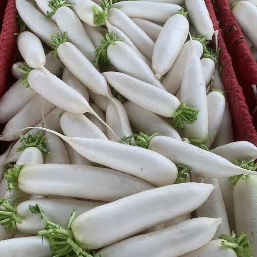 渠县精品白萝卜