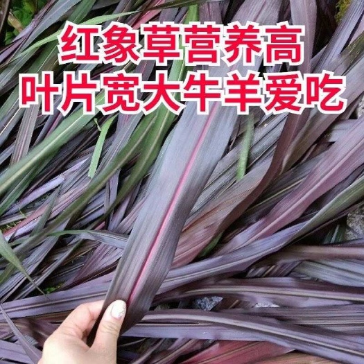 大叶巴西红象草种节甜象草高糖分营养高多年生一年四季耐寒