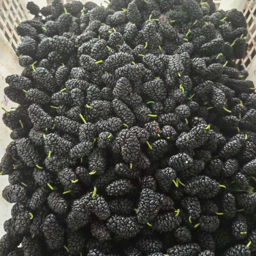 盐边县黑桑葚