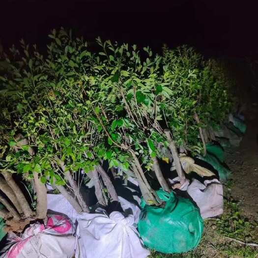 岳西县大别山先花后叶映山红，矮桩工程绿化苗木