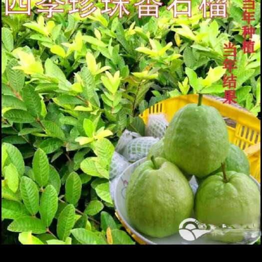 珍珠番石榴苗，当年种当年结果