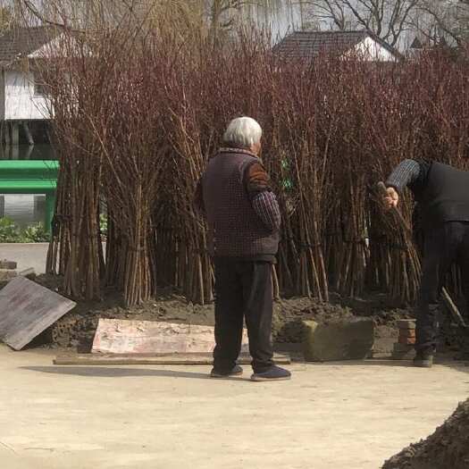 嘉善县锦绣黄桃树苗