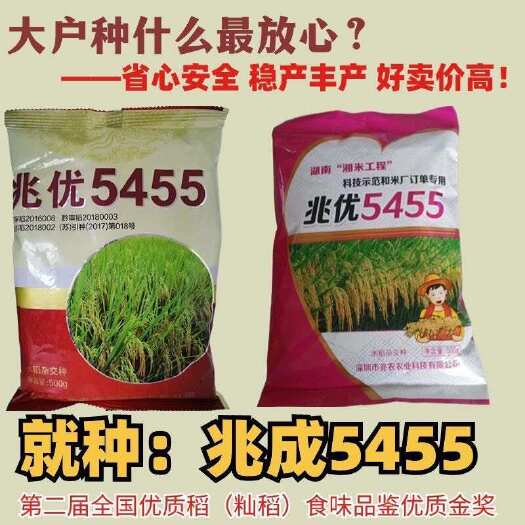 兆优5455杂交水稻香米水稻品种杂交水稻种香米水稻种