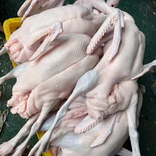 新鲜黑棕鹅活禽供应品质优良源头直发，要好货的找我