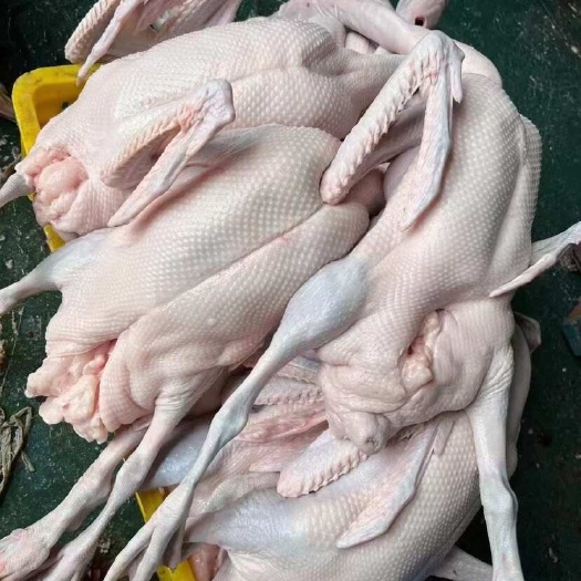 新鲜黑棕鹅活禽供应品质优良源头直发,要好货的找我