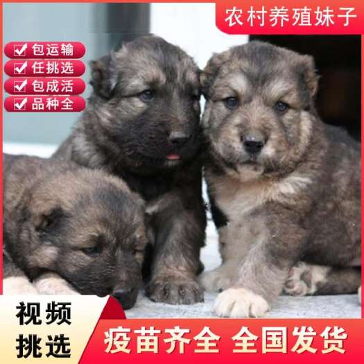 大型狗苗 改良肉狗 疫苗齐全 技术指导 免费运输