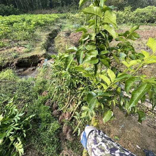 灵山县黑黄皮果嫁接苗批发！广西钦州！高60-90公分左右！