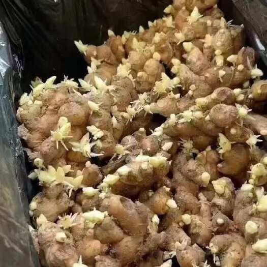 莒县368高铲王姜种脱毒可催芽（可提供技术回收）质量保证全国发货