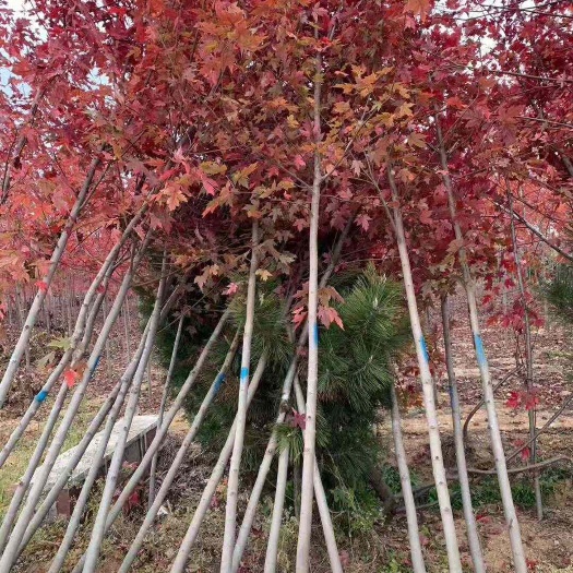 邳州市美国红枫，树行优美，小区公园道路绿化工程
成活率很高……