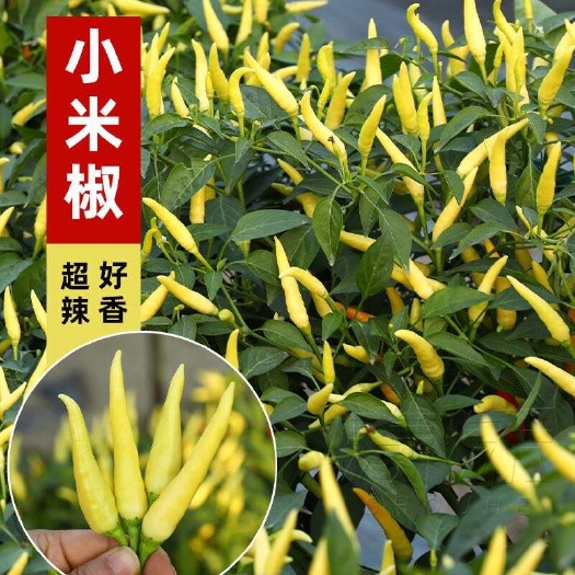 邵东市四季小米椒种籽小米辣种子苗朝天辣椒超辣蔬菜泡椒孑苗秧盆栽籽种