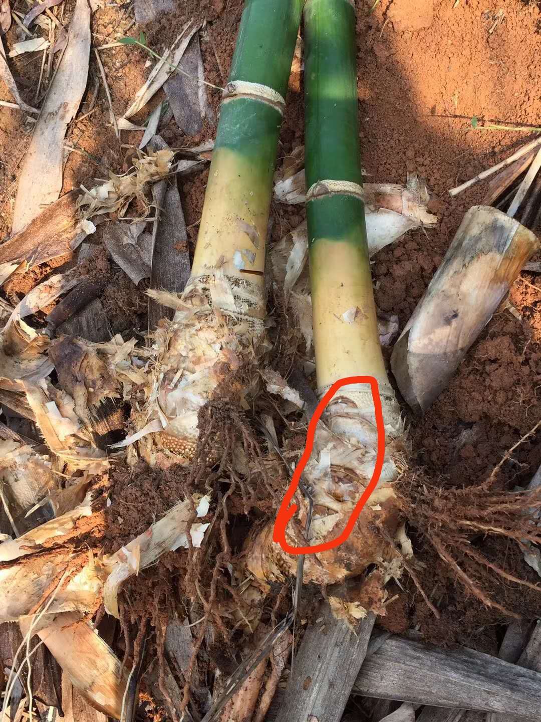 麻竹苗  麻竹笋，大绿竹，泥瓦竹