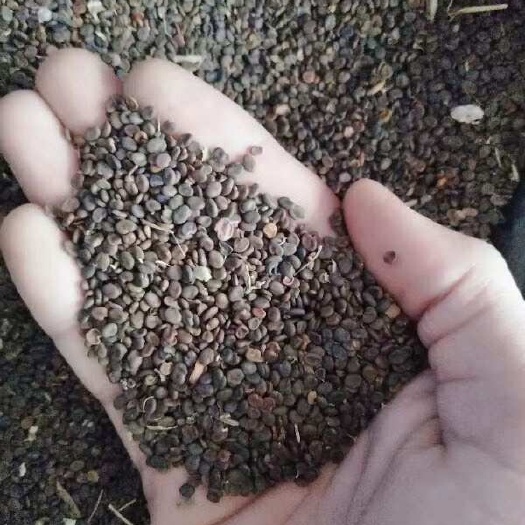 黄芪种子