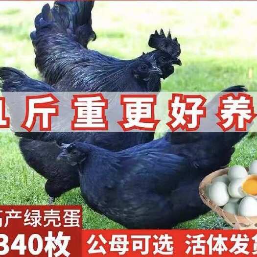 【包邮】五黑鸡苗半斤/一斤黑乌骨鸡苗绿壳蛋鸡苗