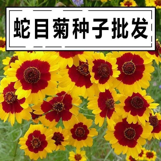 蛇目菊种子，花种子昆仑花种子四季种易活工程庭院室外花草种子批
