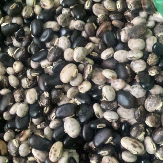 狗儿豆籽，狗爪豆子