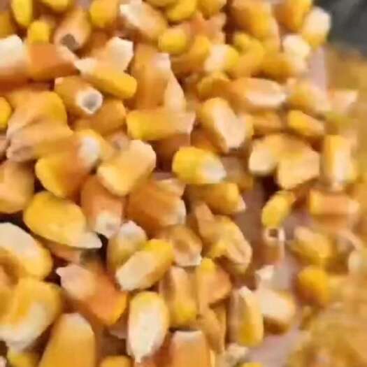 国标二级干玉米粒