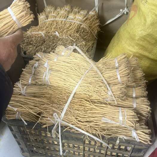 岷县党参种苗