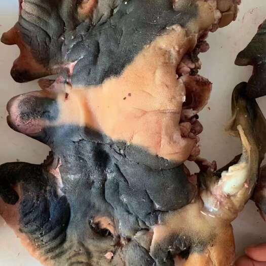 河间市五香全熟黑羊脸