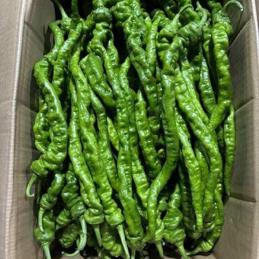 昆明螺丝椒